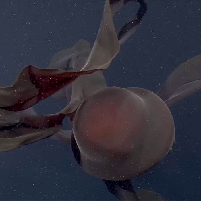 Giant phantom jellyfish in Antarctica