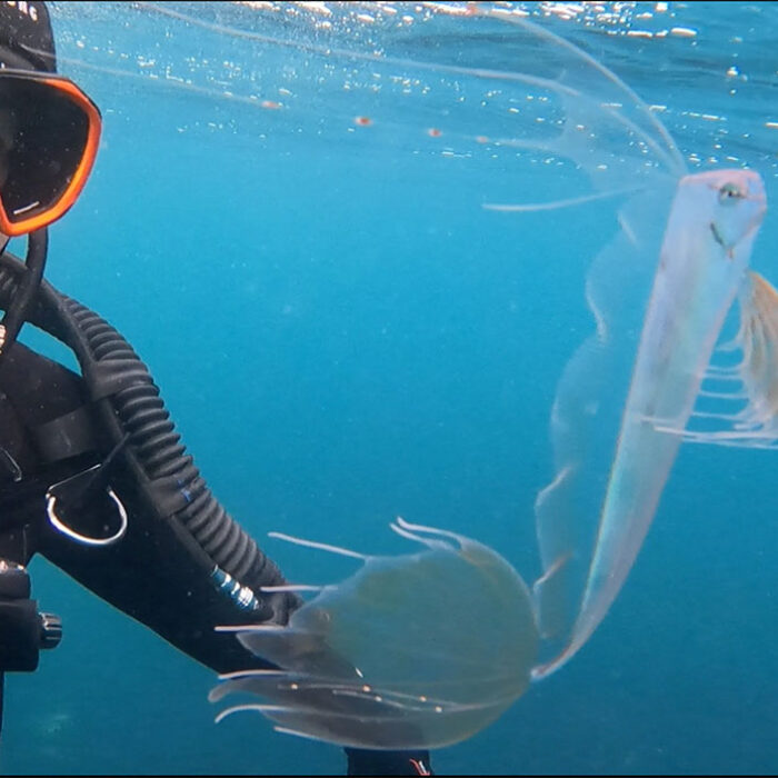 sea creature in Monterey Bay