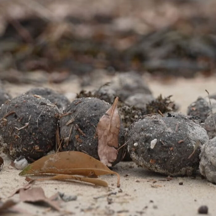 Poo balls from a fatberg on beach in Sydney, Australia