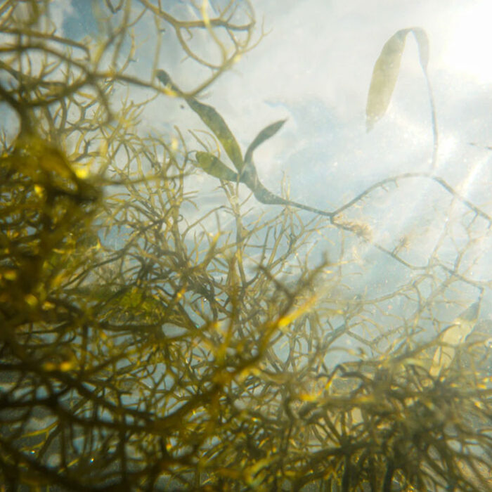seaweed growing from below