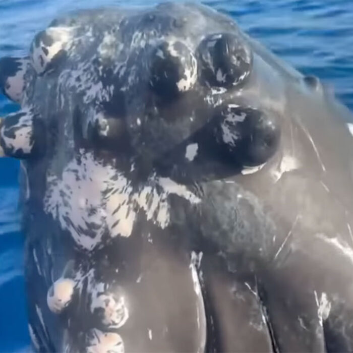 humpback whales mugging off Maui