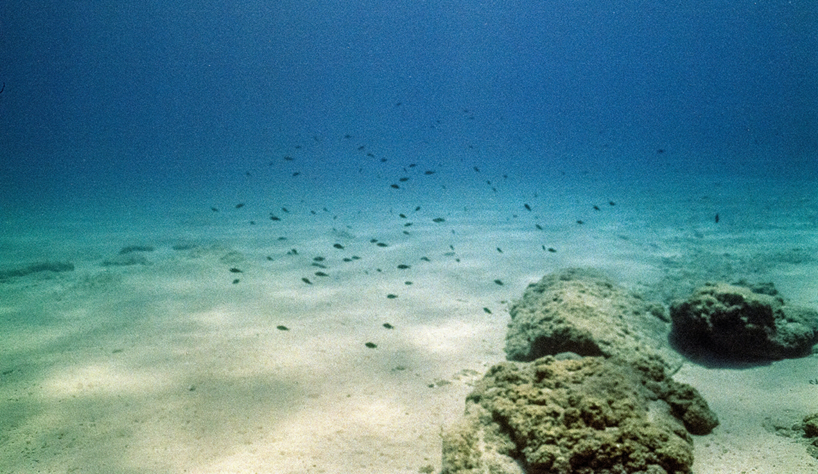 Study Shows Deep-Sea Mining Could Harm Biodiversity as It Discovers New Species
