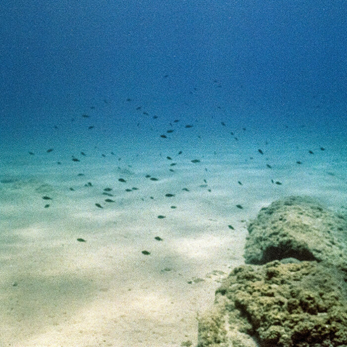 Study Shows Deep-Sea Mining Could Harm Biodiversity as It Discovers New Species