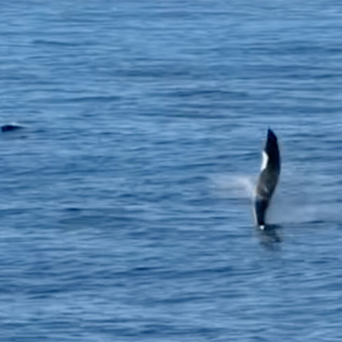 Dolpin exhibiting tail walking behavior