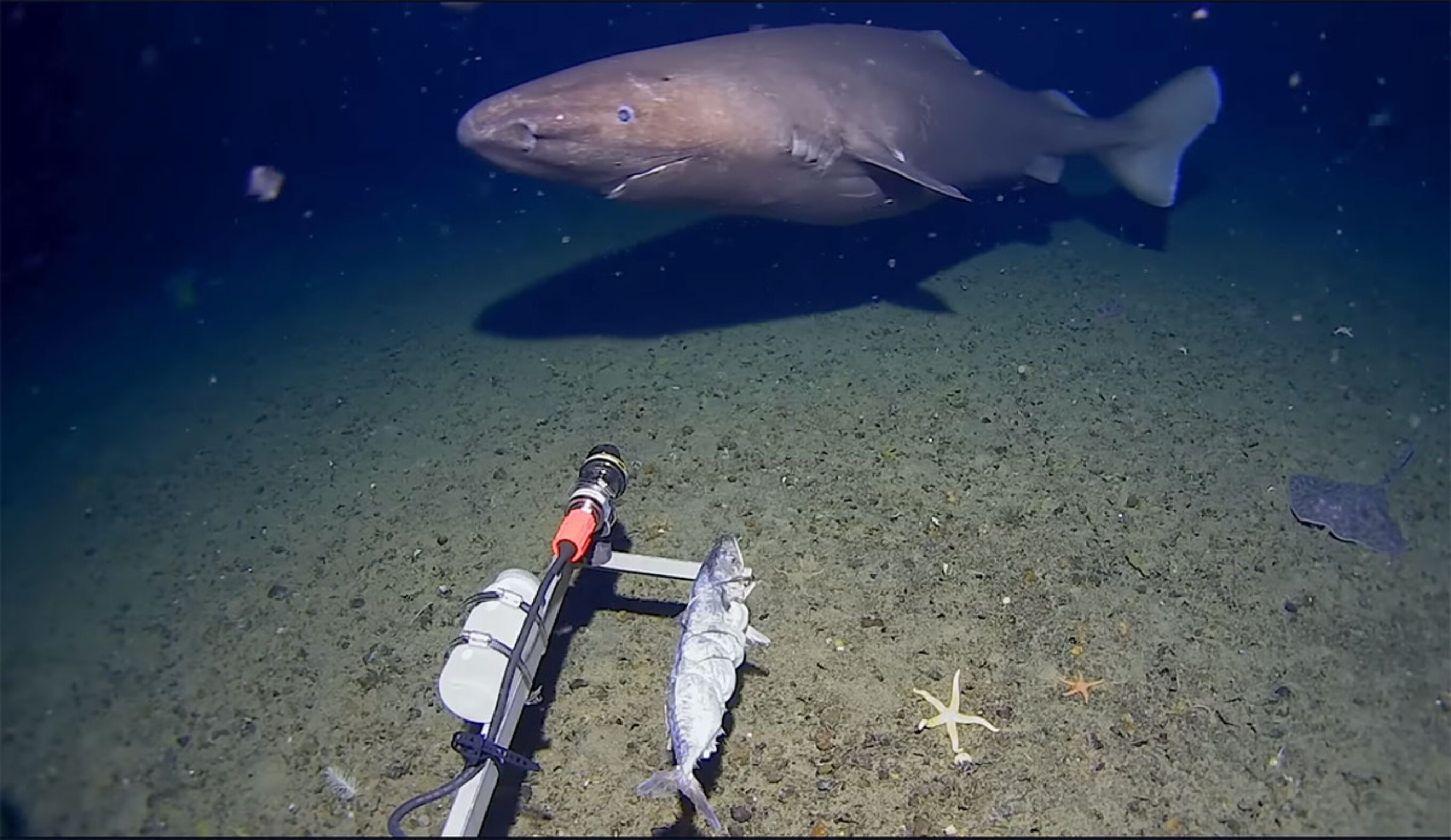 a sleeper shark swimming in Antarctic waters
