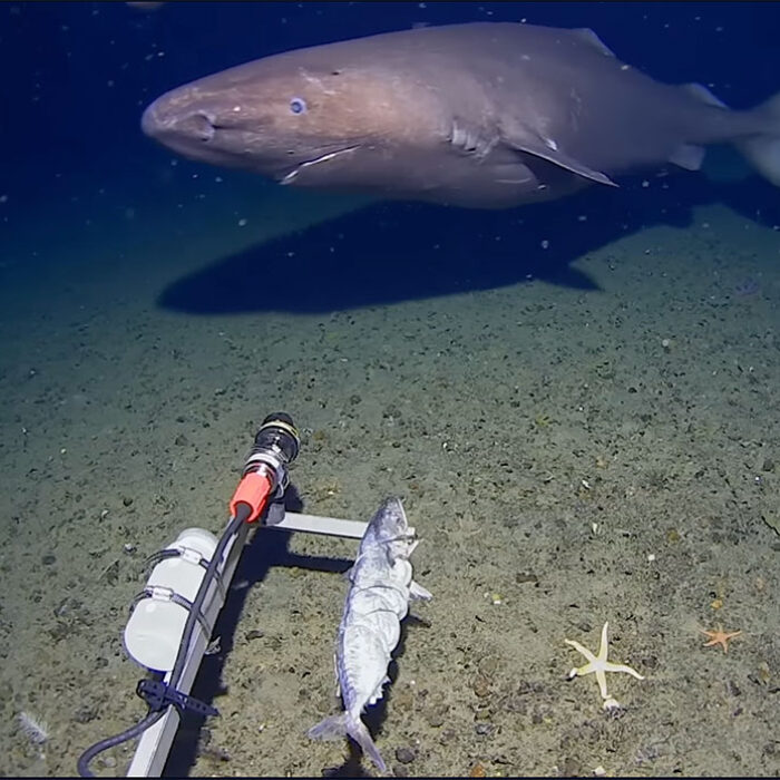 a sleeper shark swimming in Antarctic waters