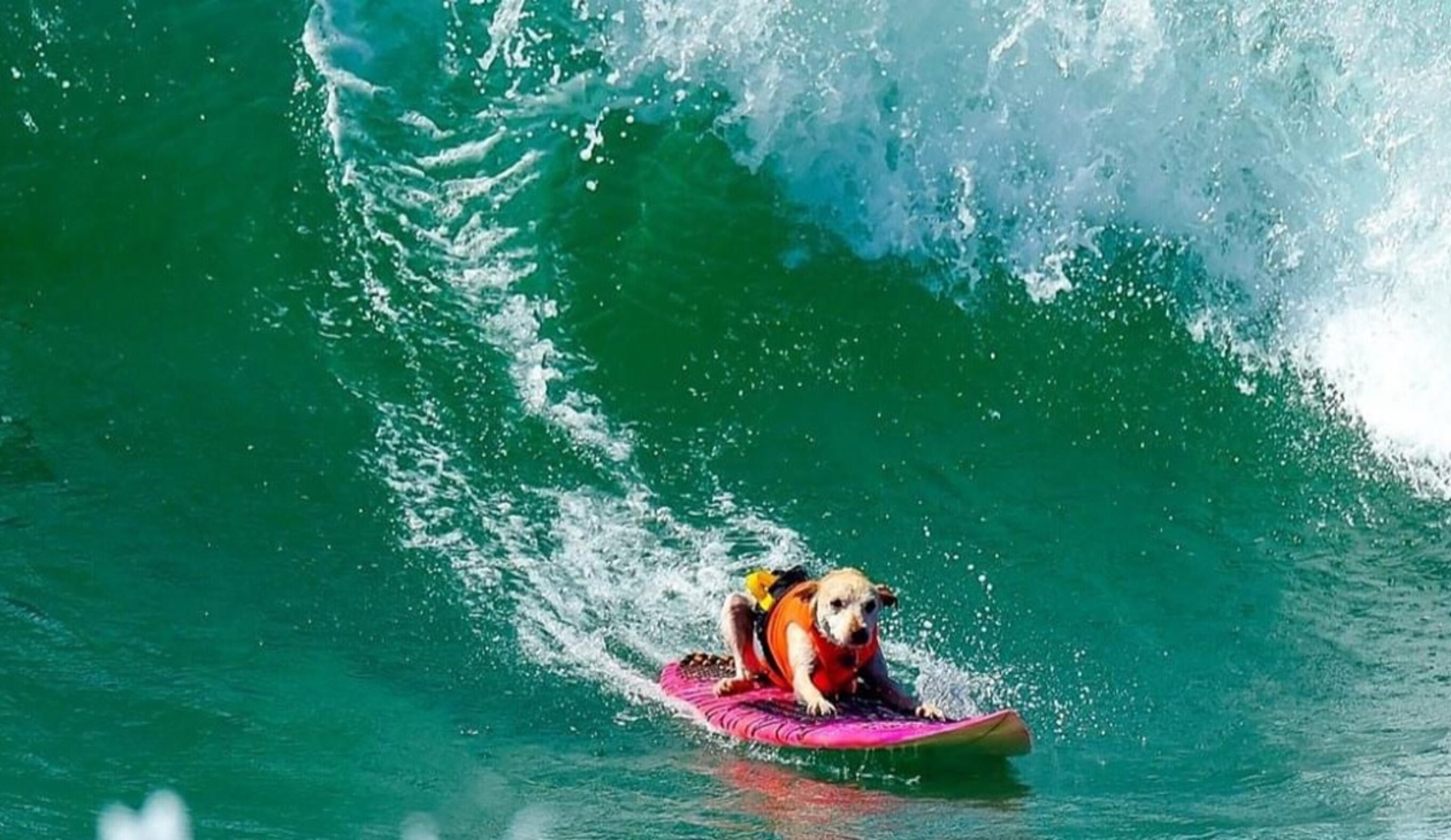 Sugar inspired many, both in and out of the water. Photo: GoFundMe
