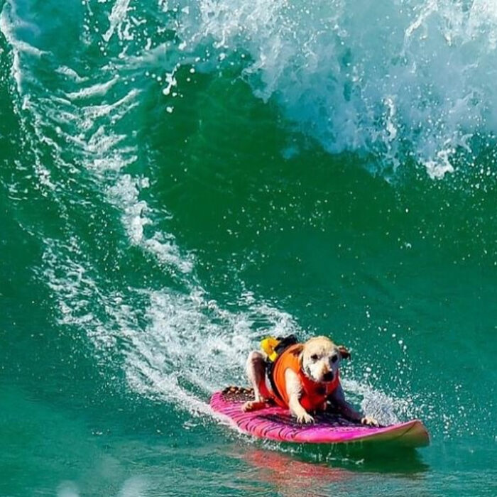 Sugar inspired many, both in and out of the water. Photo: GoFundMe