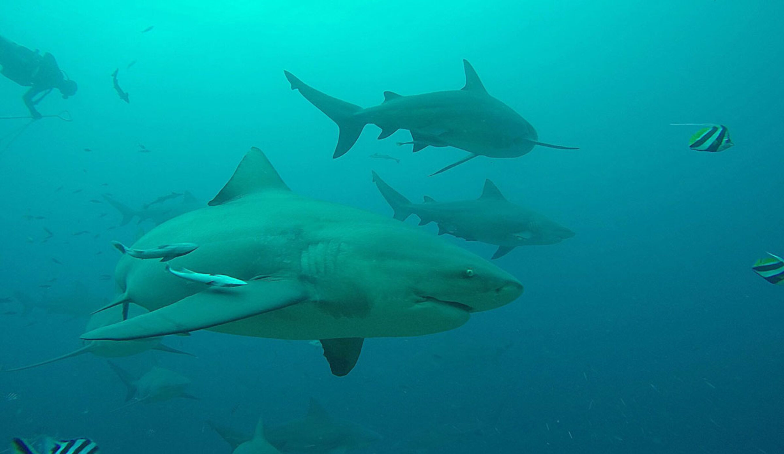 Bull sharks swimming together in Fiji