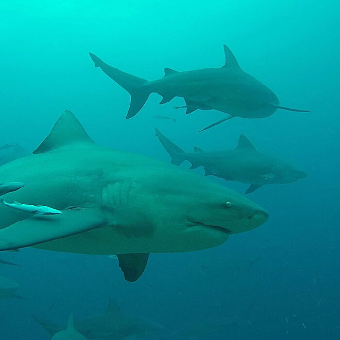 Bull sharks swimming together in Fiji