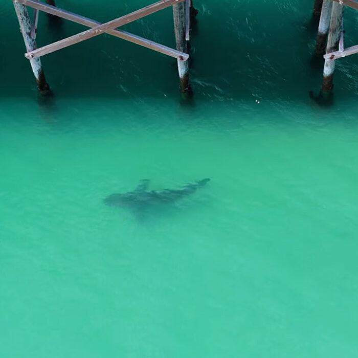 Great white sharks swimming near a pier in Southern California
