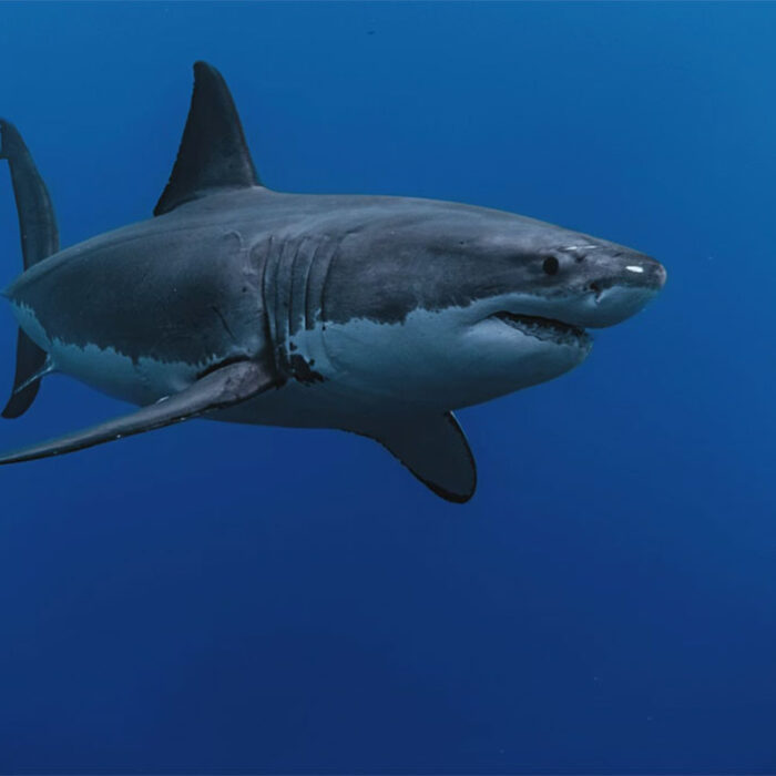 Great white shark swimming