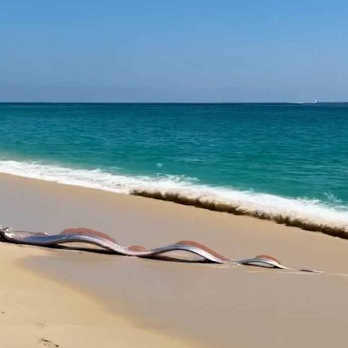 oarfish on a beach in Cabo