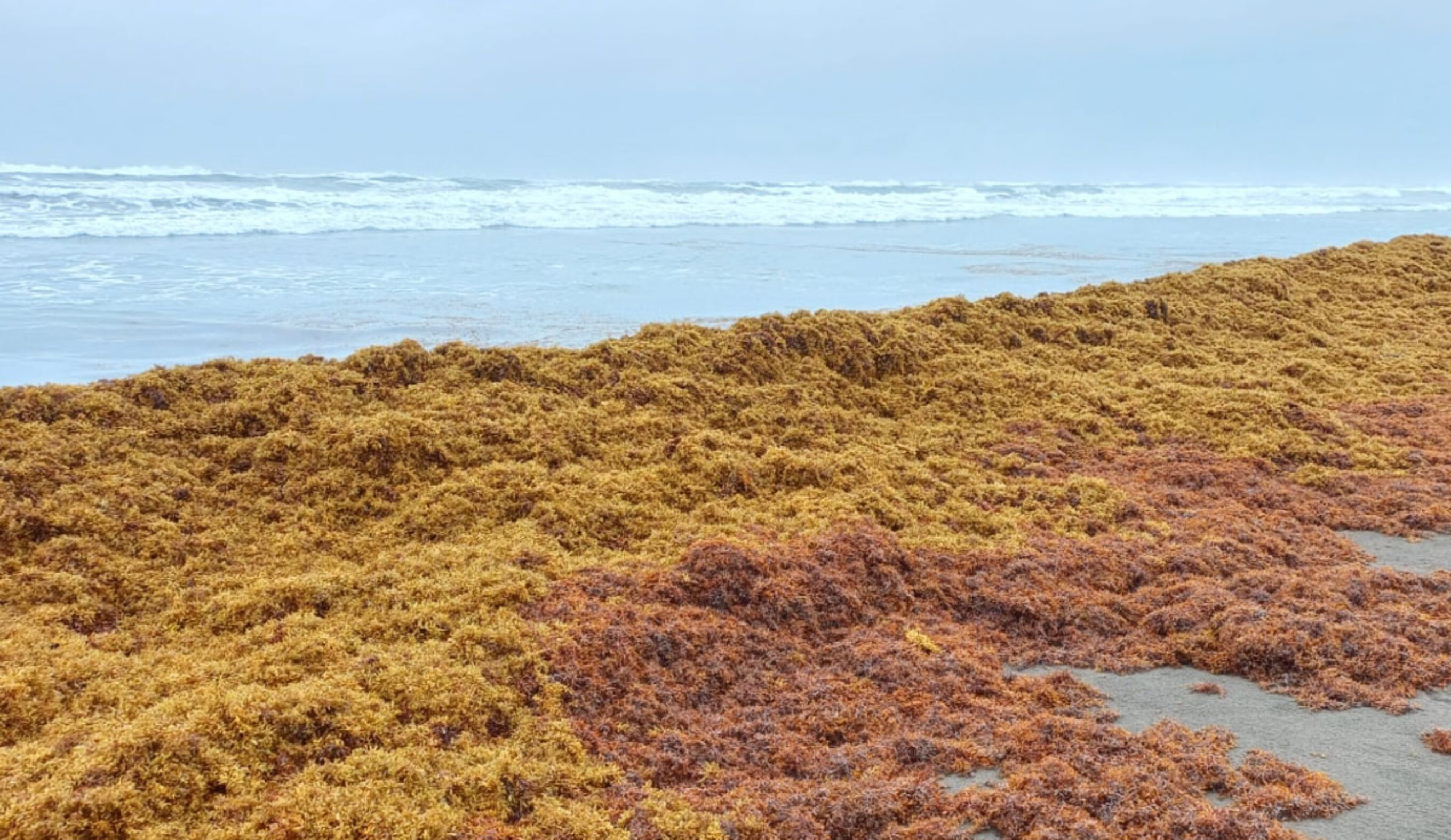 Sargassum on a beach miles from Florida