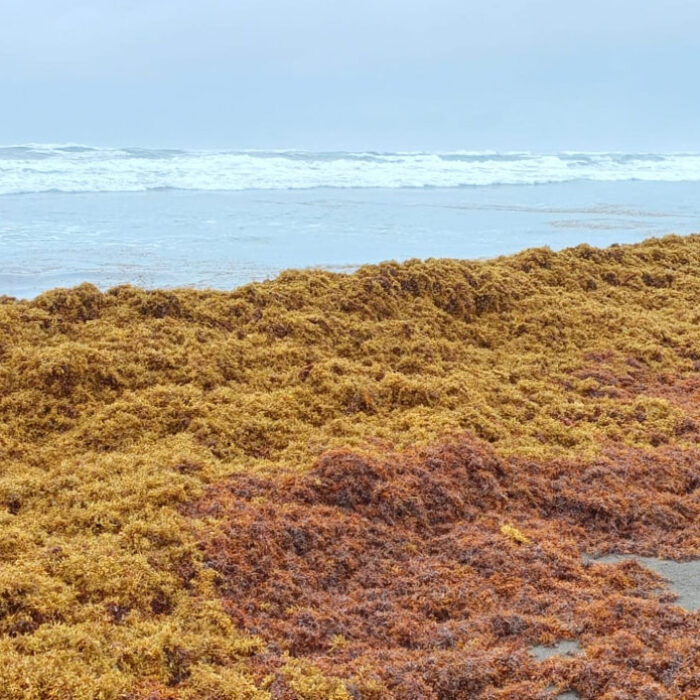 Sargassum on a beach miles from Florida