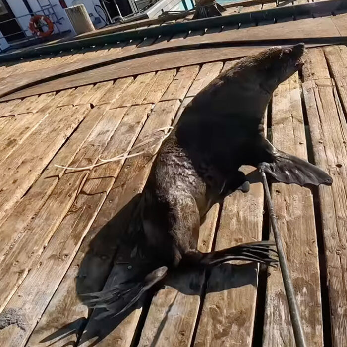 Fur seal on a dock being rescued from plastic straps