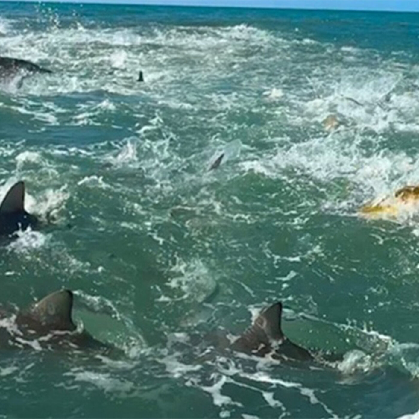 Welcome to everyone's nightmare. Photo: Brett Barley // Instagram