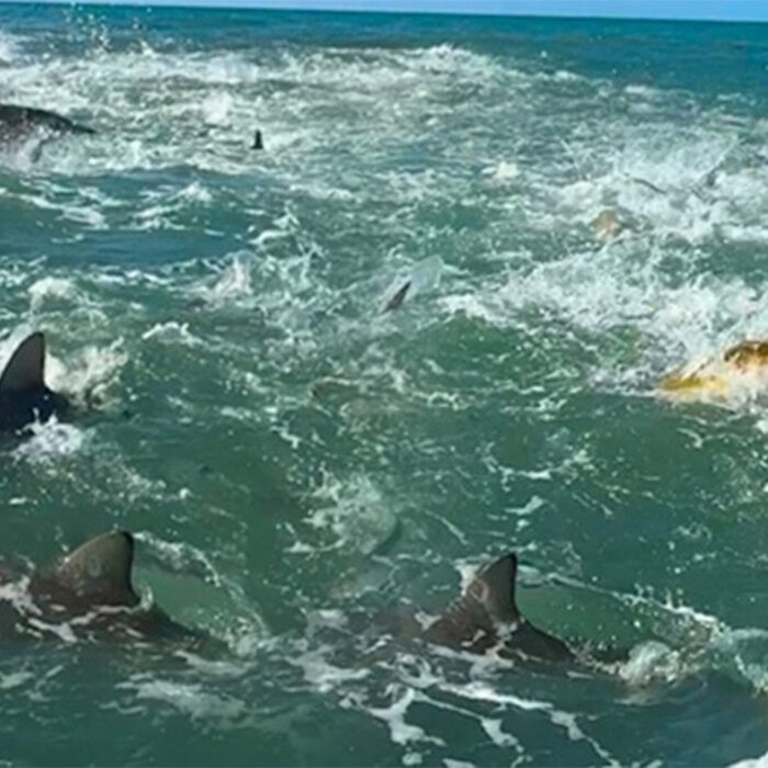 Welcome to everyone's nightmare. Photo: Brett Barley // Instagram