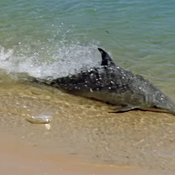 Dolphins hydroplaning to catch fish