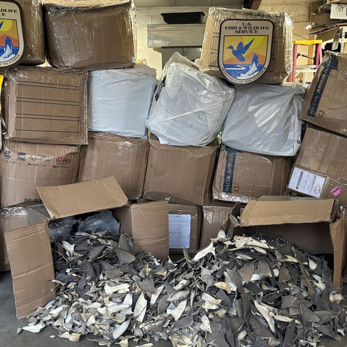 Twenty-six boxes of shark fins seized in Anchorage, Alaska