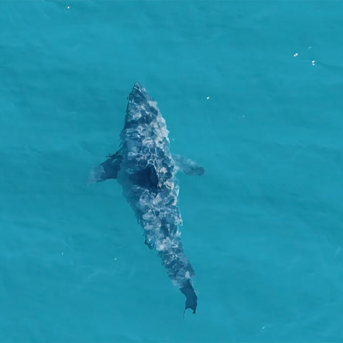 Great White sharks off southern California coastline