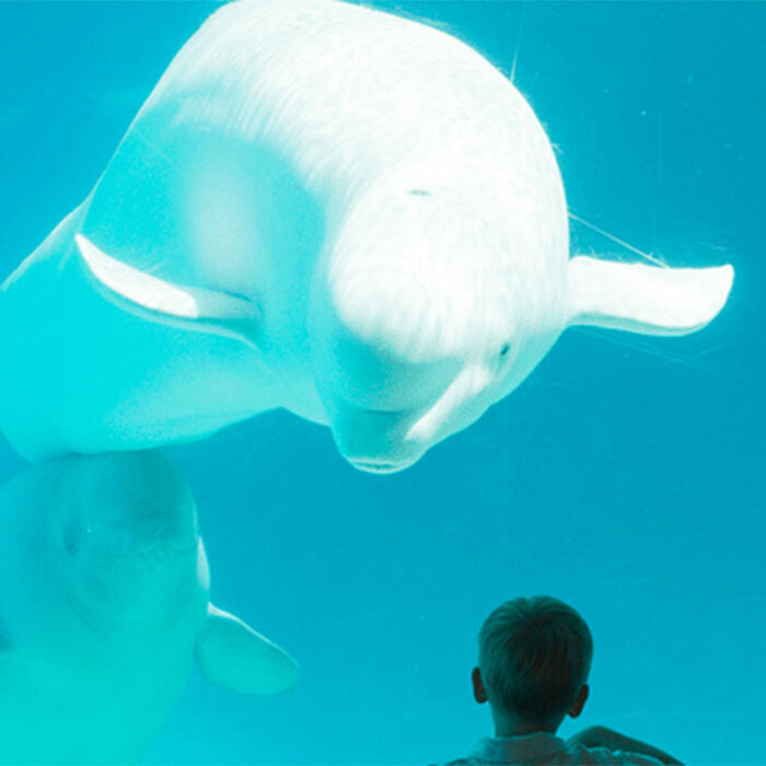 Animal Justice fighting Marineland