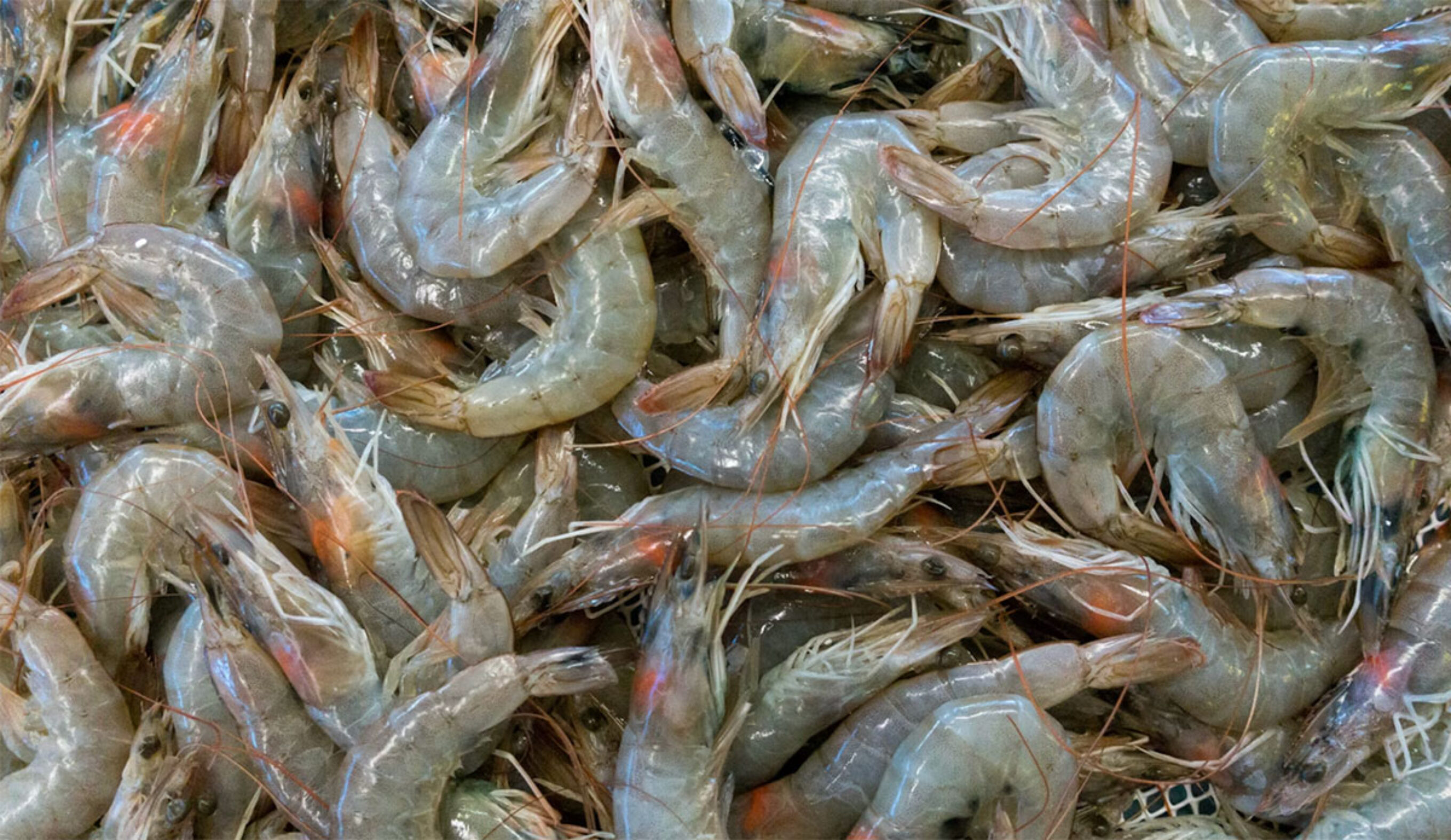 Prawns can carry a virus that can jump to humans