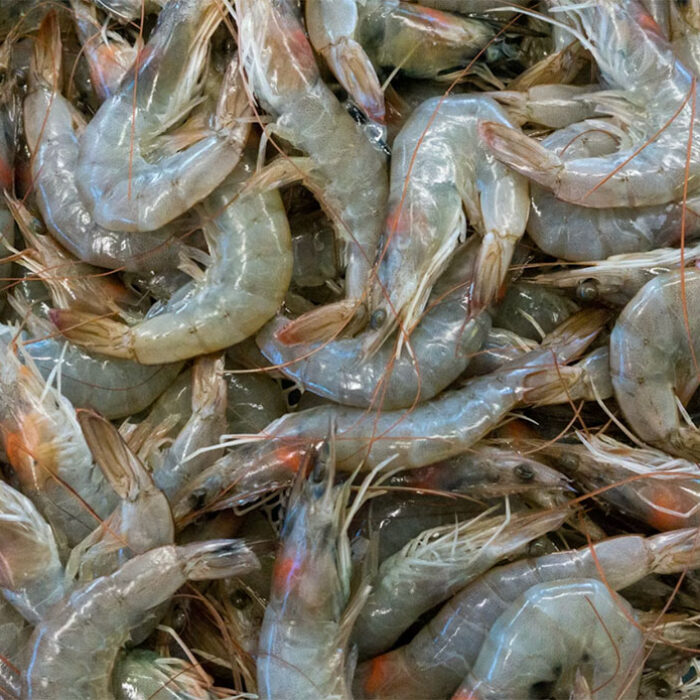 Prawns can carry a virus that can jump to humans