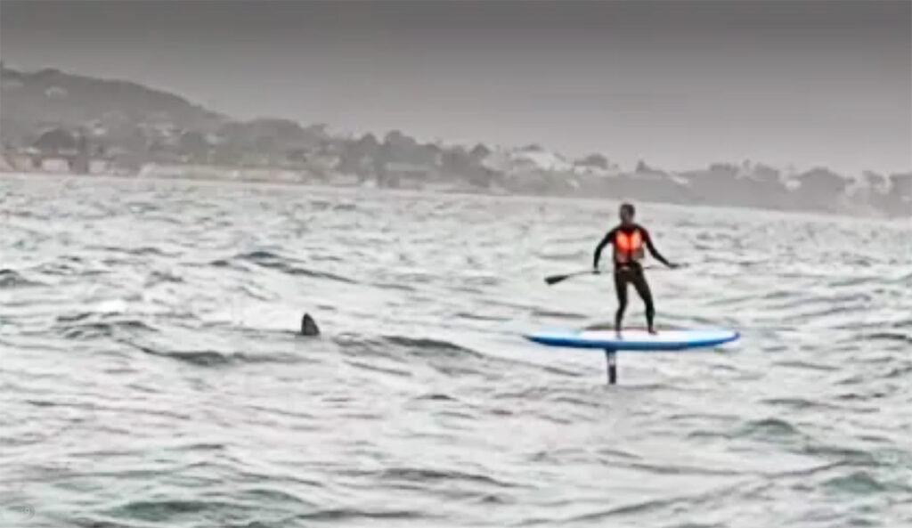 A '10-11-Foot' Shark Tailed This Downwind Foiler in California