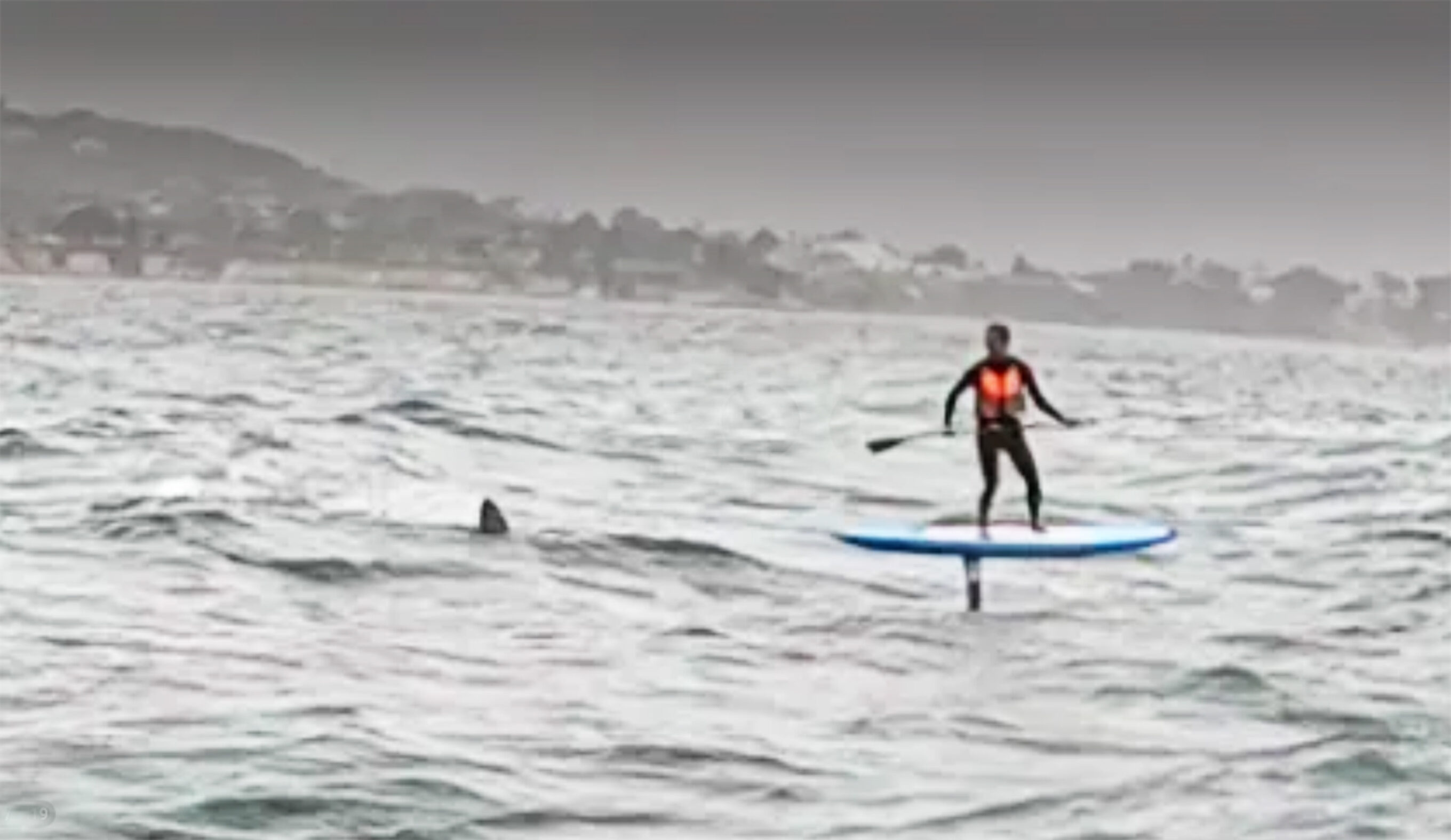 A '10-11-Foot' Shark Tailed This Downwind Foiler in California