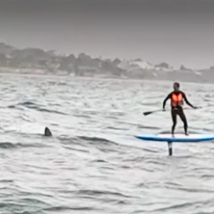 A '10-11-Foot' Shark Tailed This Downwind Foiler in California