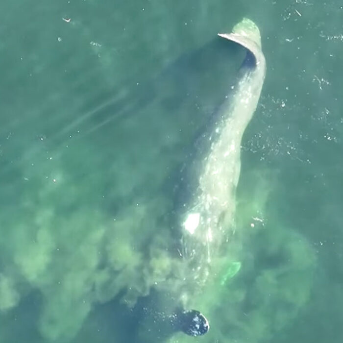 Gray whale feeding off Vancouver Island