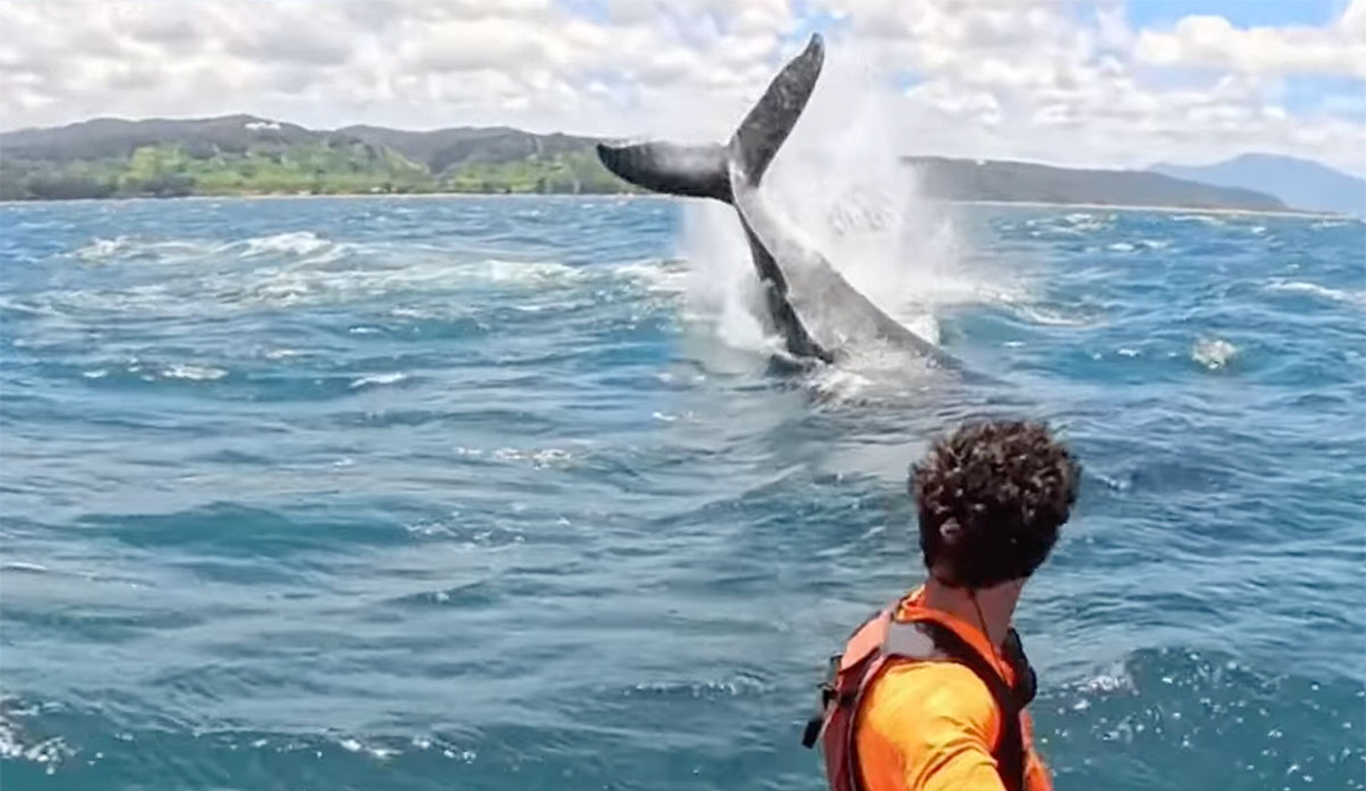 Foiler in Hawaii seeing a whale jump
