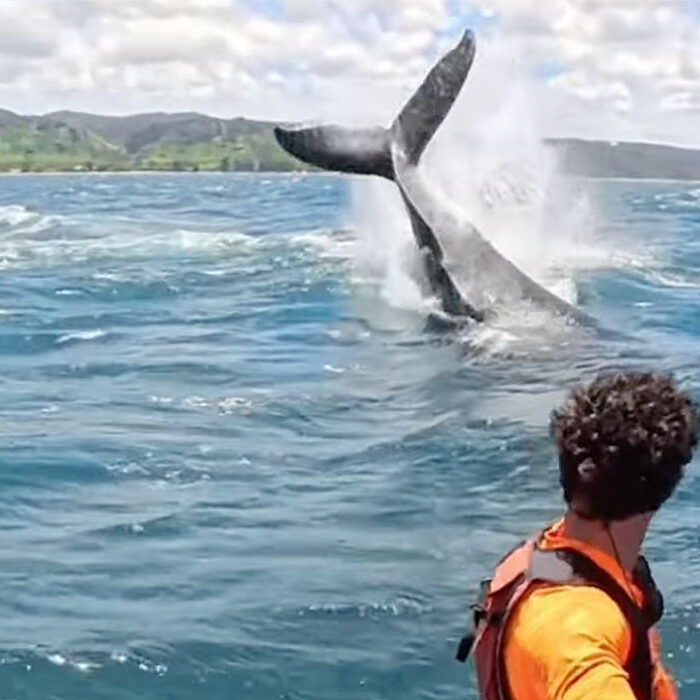 Foiler in Hawaii seeing a whale jump