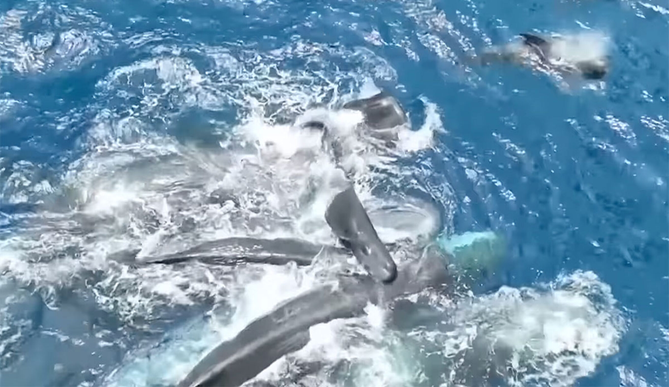 Sperm whale being born