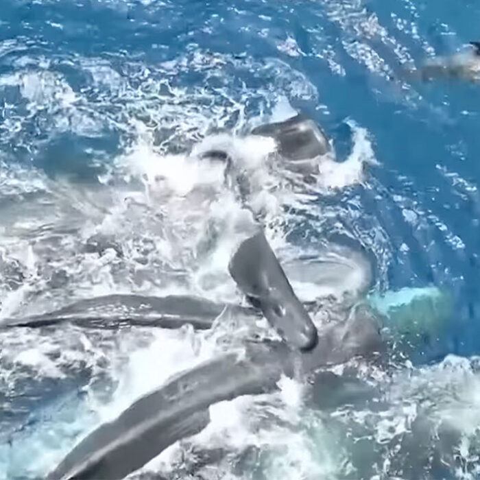 Sperm whale being born